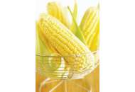 Вондерленд F1- кукуруза сахарная, 5 000 семян, Agri Saaten (Агри Заатен) Германия  фото, цена